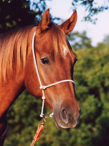 Martin Saddlery Rope Headsetter Tiedown - Headstalls & Accessories - Martin Saddlery - Bronco Western Supply Co.